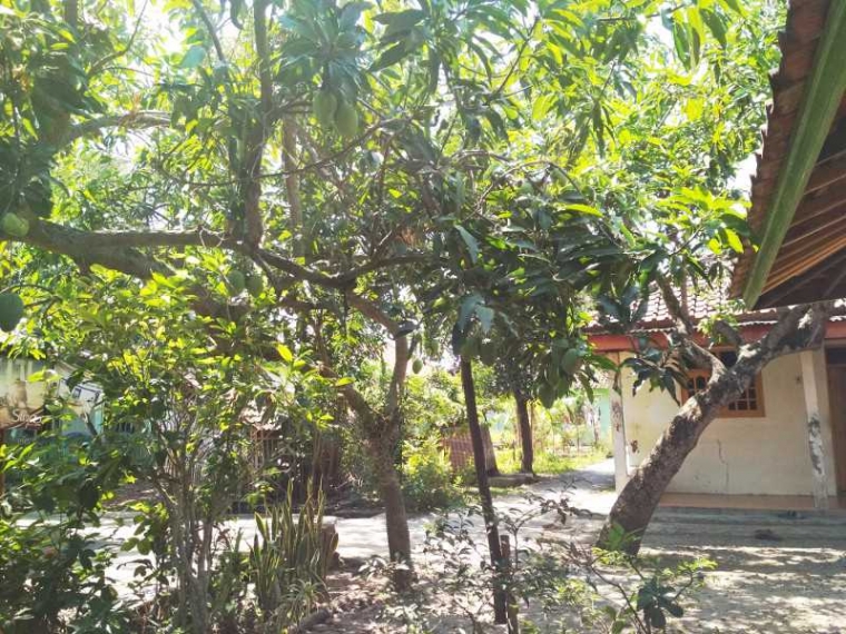 Tips Supaya Mangga  Harummanis Kembali Berbuah  Lebat  Tips Supaya Mangga  Harummanis Kembali Berbuah  Lebat