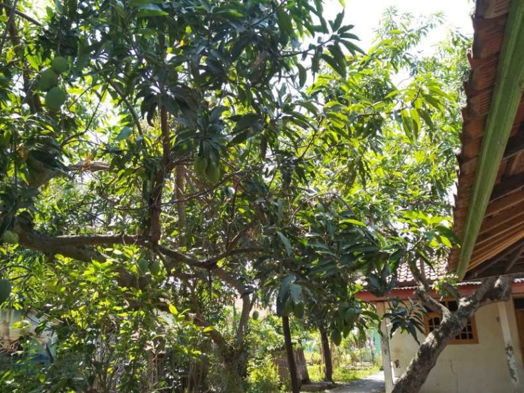 Tips Supaya Mangga  Harummanis Kembali Berbuah  Lebat  Tips Supaya Mangga  Harummanis Kembali Berbuah  Lebat