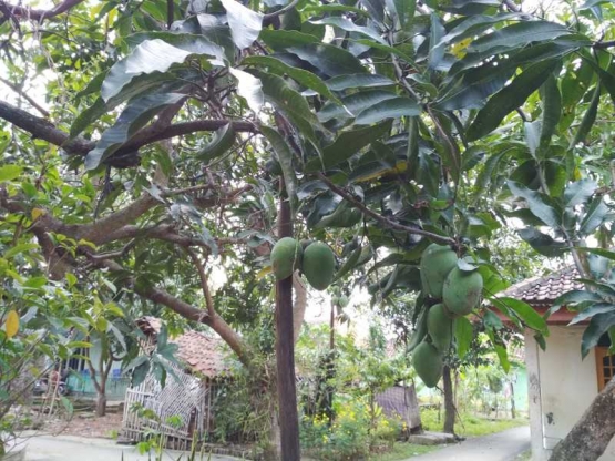 Pohon Mangga Banyak Buahnya Ditanam Orang Di Pinggir Kali 