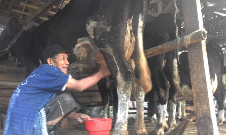 Peternak sedang memerah sapi di kandang warga|Dokumentasi Pribadi