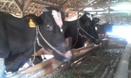 Kandang sapi perah di Dusun Brau, Kota Batu|Dokumentasi Pribadi