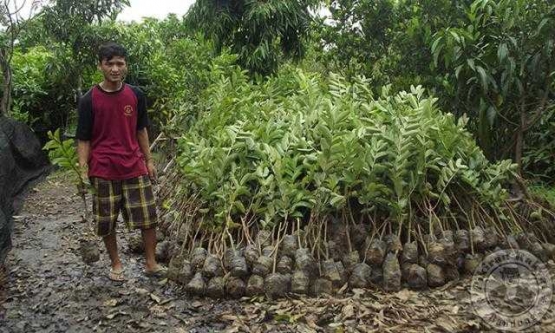 Budidaya Bibit Majalengka (sumber gambar: pikiran-rakyat.com)