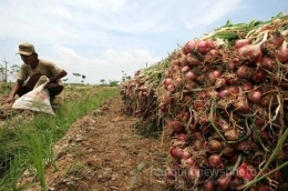 Bawang, salah satu komoditas unggulan pertanian Majalengka (sumber gambar: photo.bandungnewsphoto.com)
