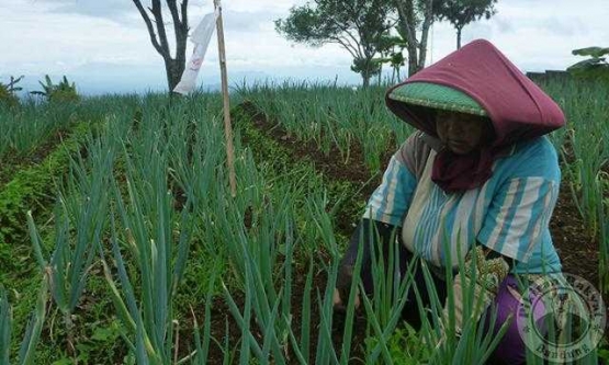 Majalengka menjadi daerah penghasil Bawang Daun terbesar di Jawa Barat (sumber gambar: pikiran-rakyat.com)