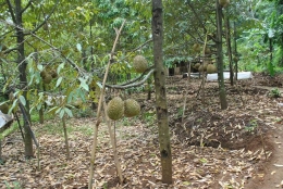Bibit Durian asal Majalengka (sumber gambar: 4.bp.blogspot.com)