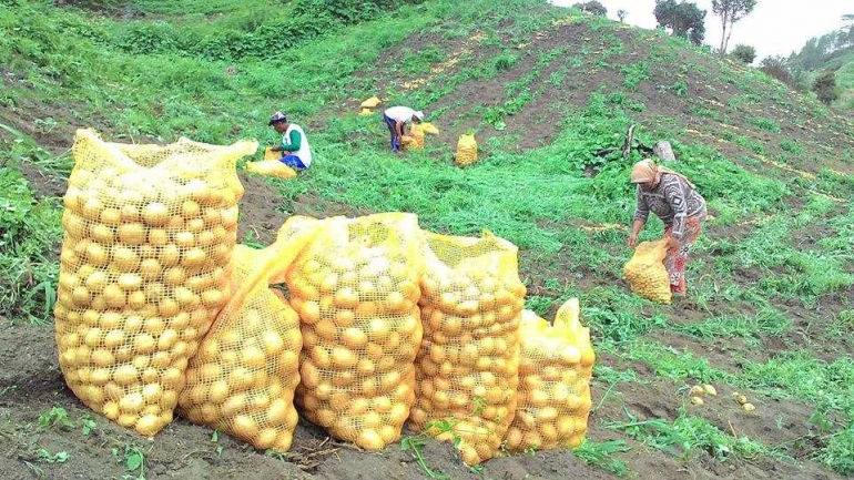 Gambar 1, Aktivitas panen kentang di lahan pertanian Pantan Terong, Aceh Tengah (Doc. FMT)