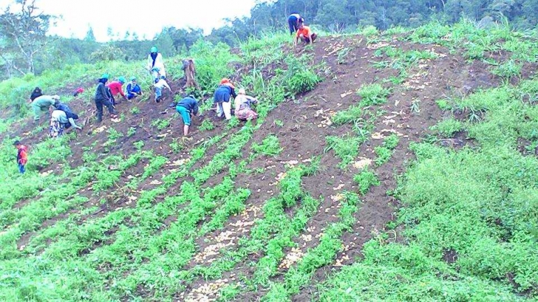 Gambar 2, Para penyuluh bersinergi dengan petani memanen kentang di lahan petani (Doc. FMT)
