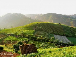 Pertanian di Majalengka, Jawa Barat (sumber gambar: agrotani.com)