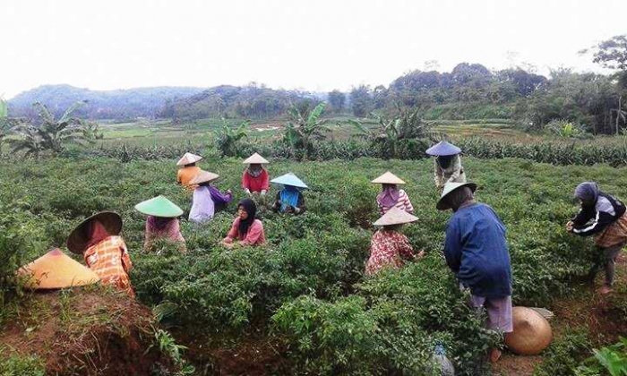 Investasi di Majalengka Bidang Pertanian oleh Gelar S Investasi di Majalengka Bidang Pertanian oleh Gelar S