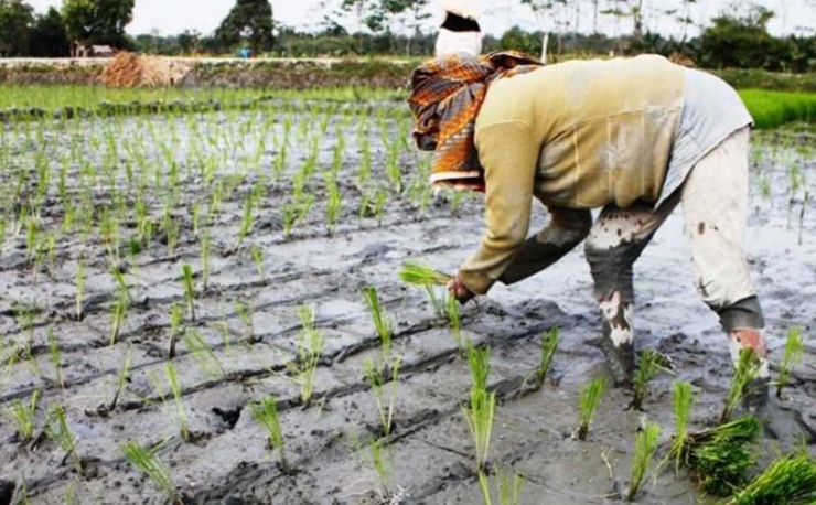 Petani pangan adalah tumpuan harapan. Badan Pusat Statistik (BPS) mencatat, nilai tukar petani anjlok, upah riil pekerja pertanian pun turun secara beruntun. Kita santap hasil kerja keras mereka, tapi kita belum sepenuhnya paham tentang kehidupan mereka. Nyatanya, kita belum mampu membuat mereka mandiri. Mereka belum berdaya secara daya beli, masih lemah secara ekonomi. Foto: muhamad syahri romdhon-KompasTV