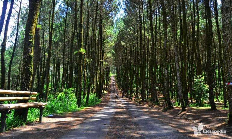 Hutan pinus Kragilan (sumber: www.eksapedia.com)