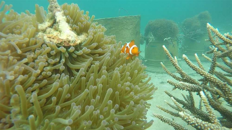 Taman si Bili di Pulau Derawan (Foto Ali)