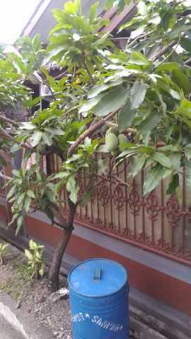 mangga cepat berbuah