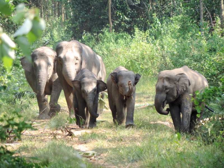 (Picture: Balai Raja's elephant group in action (@Yansen Gultom)
