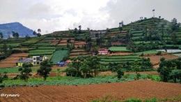 Ladang kentang dan Carica di sekeliling Candi Dwarawati (dok pri)