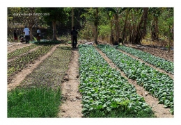 Sumbangan mesin pompa air dan tandon air untuk mengairi lahan penanaman sayur-sayuran ini (Dokumentasi Pribadi)