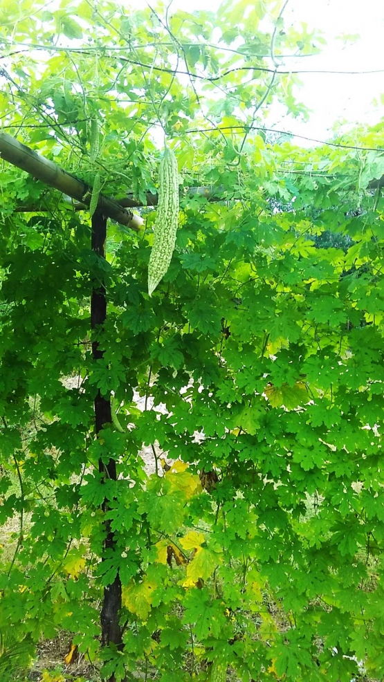 Pare, salah satu sayur yang ditanam Mama Seni