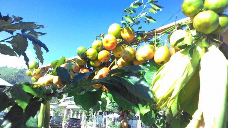 Ketika Traktor Didandani untuk Ikut Karnaval Halaman 1 Ketika Traktor Didandani untuk Ikut Karnaval Halaman 1