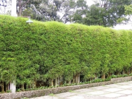pagar tembok bertitai hijau (dok pri)