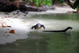 Biawak di Pulau Biawak (dok.pri).