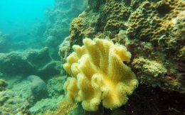 Soft coral pulau biawak (dok.pri).