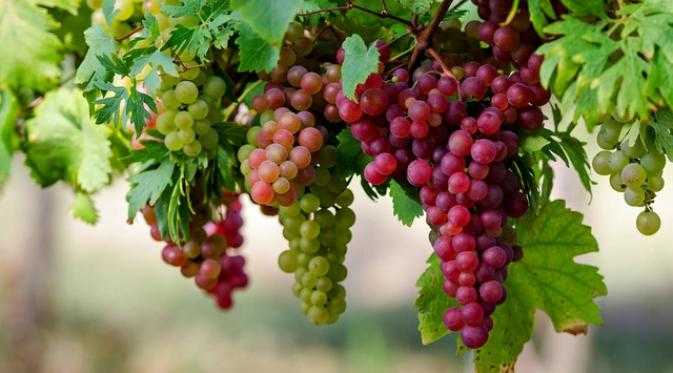manfaat anggur (Image source: www.sumber.com / buah anggur)
