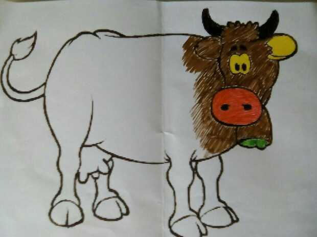Sapi awal (Foto:Ko Ini)