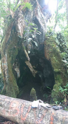 Pohon di gunung Kerinci ini dipercaya pintu ke alam lain (dokpri)