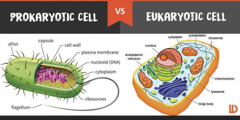 Sumber : www.difference.wiki/prokaryotic-cell-vs-eukaryotic-cell