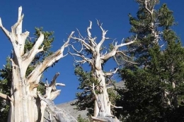 Pohon pinus longaeva yang telah berumur 5000 tahun  Source : Detik.com
