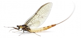 Lalat capung yang hanya berumur 24 jam  Source : science.idntimes.com