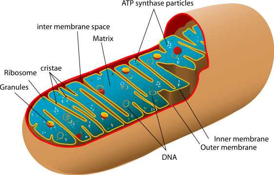 562px-diagram-of-a-human-mitochondrion-svg20copy-599ffbd0a25c5f41d535d152.jpg