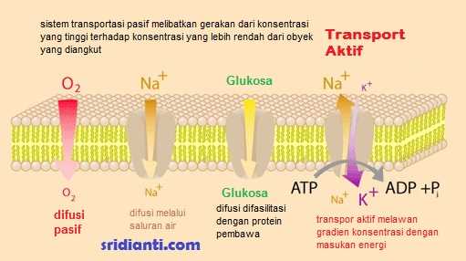 Transportasi Senyawa Organik dan Anorganik Pada Sel