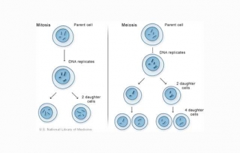 Ukuran Sel Gajah Lebih Besar Daripada Sel Tikus Halaman All Ukuran Sel Gajah Lebih Besar Daripada Sel Tikus Halaman All