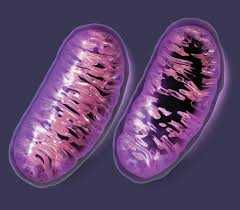 Healthy Mitochondria Vs Mutant Mitochondria