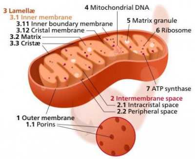 Struktur Mitokondria
