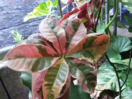Sambang Darah Variegata. Untuk tanaman yang asli, hanya berwarna merah, tanpa bercak hijau merah putih. (dokumen pribadi)