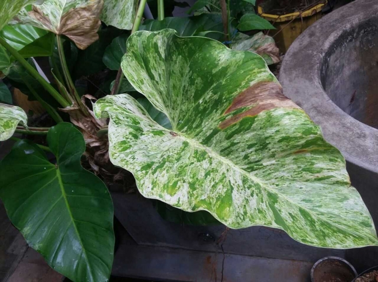 Cara Membuat Tanaman Varigeta Apa Itu Tanaman Variegata Cara Membuat Tanaman Varigeta Apa Itu Tanaman Variegata