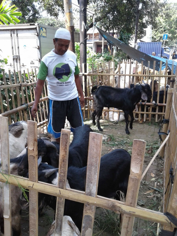 Pak Arip, sedang memberi makan kepada kambing-kambingnya siap dijual.Foto Dokumen Imam Kodri (8/28/2017)