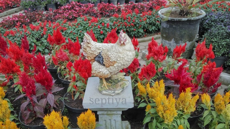 patung ayam dikeliling bunga celosia/dok.pribadi