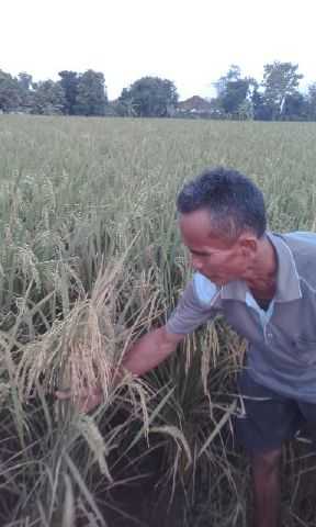 padi lebih cepat panen dan setiap malai lebih panjang dan berisi penuh