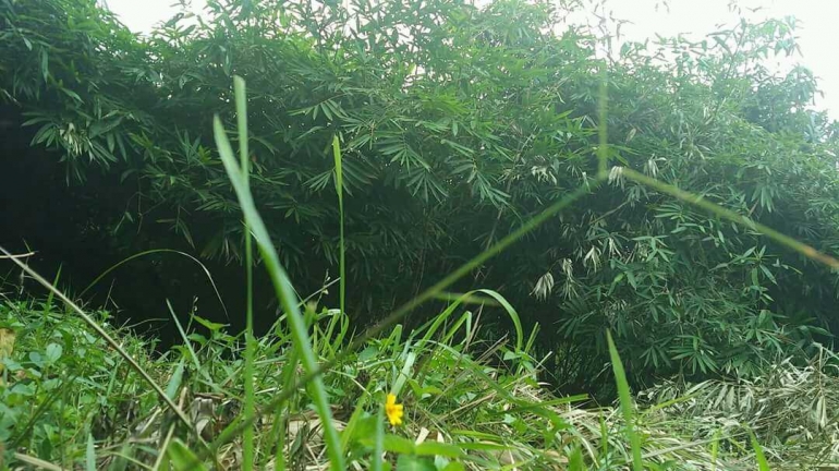 Inilah lokasi yang akan dijadikan objek wisata bukit bambu (Sumber Gambar: Aditya Ulil Mursidin)