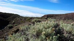 Bunga abadi edelweiss gunung Marapi terancam punah (Dokumentasi Pribadi)
