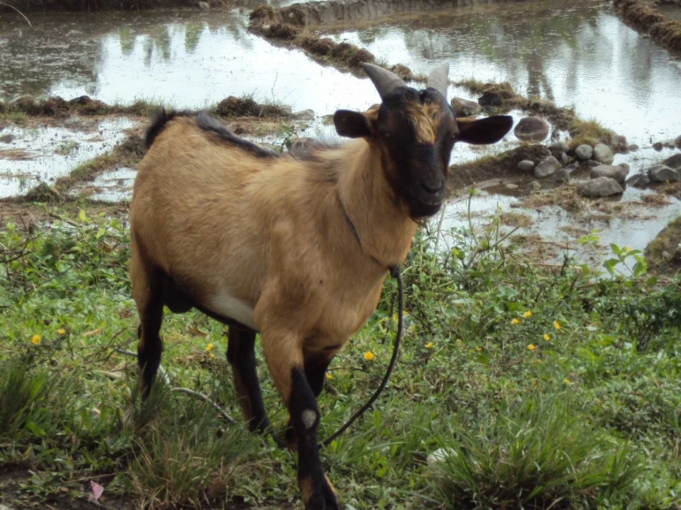 Kambing Kacang. Sumber: 2.bp.blogspot.com