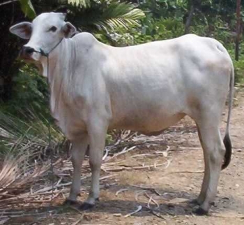 85 Gambar Sapi Kurban Hitam Putih Paling Hist 85 Gambar Sapi Kurban Hitam Putih Paling Hist