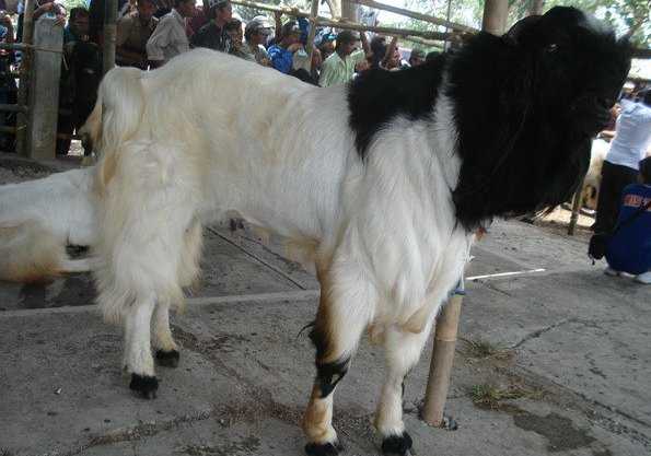 Seputar Jenis Jenis Hewan Kurban Yang Patut Kita Ketahui Halaman 1 Kompasiana Com