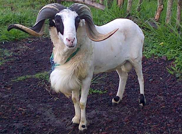 Seputar Jenis Jenis Hewan Kurban Yang Patut Kita Ketahui Halaman 1 Kompasiana Com