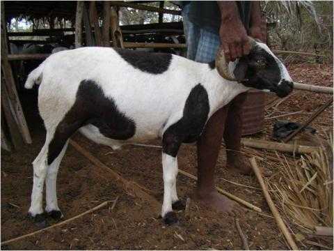 download animasi gratis gambar animasi Seputar Jenis Jenis Hewan Kurban Yang Patut Kita Ketahui Halaman Terupdate