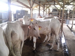 Kotoran sapi sebagai salah satu sumber biogas