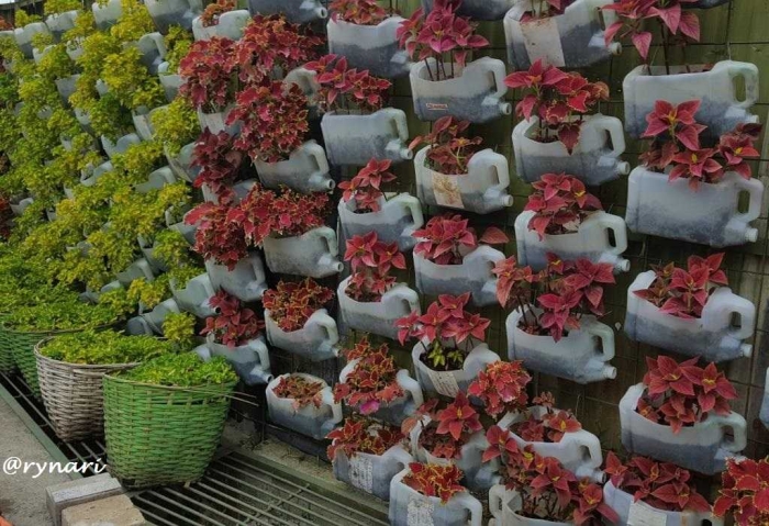 Seni Berkebun dengan Memadukan Wadah Seadanya oleh Seni Berkebun dengan Memadukan Wadah Seadanya oleh
